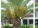 Kvitnúca palma